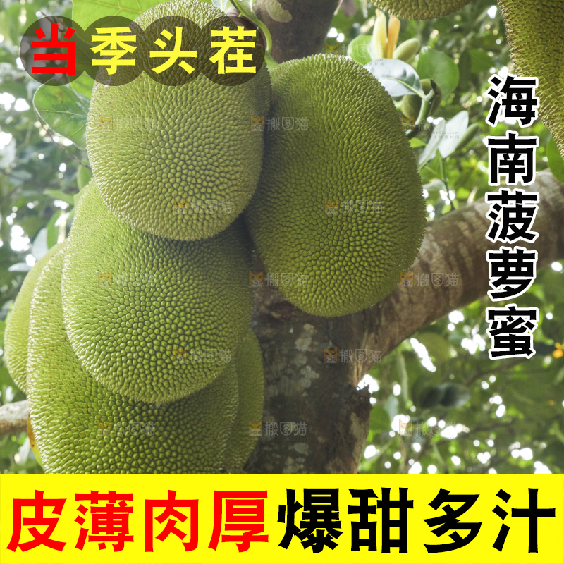 树上的新鲜菠萝蜜