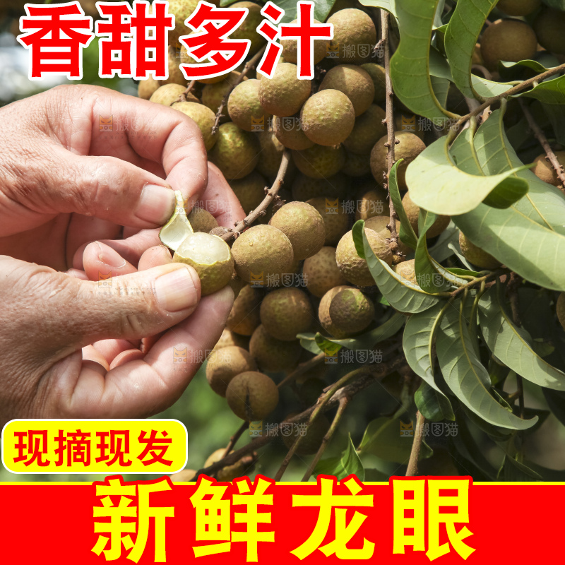 树上的新鲜龙眼