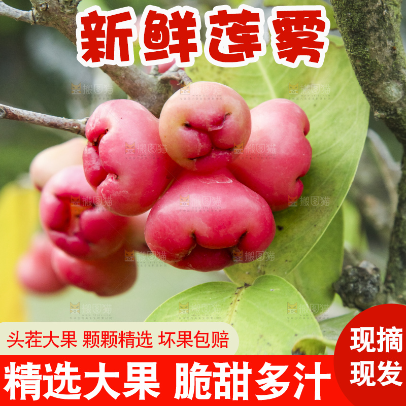 树上的新鲜莲雾