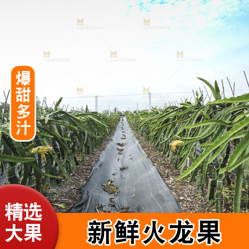 火龙果产地
