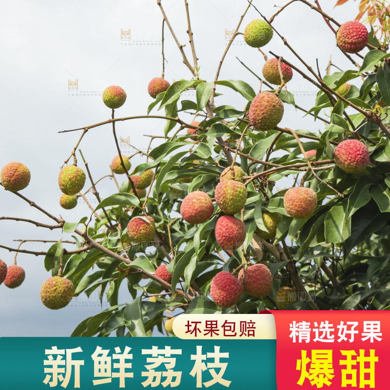 树上的荔枝