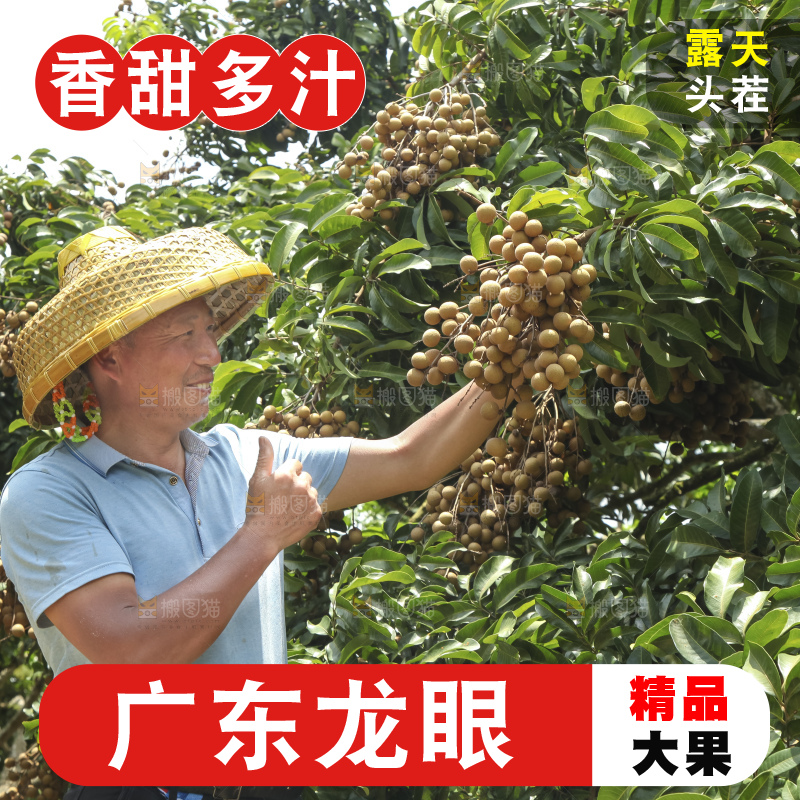 树上的新鲜龙眼
