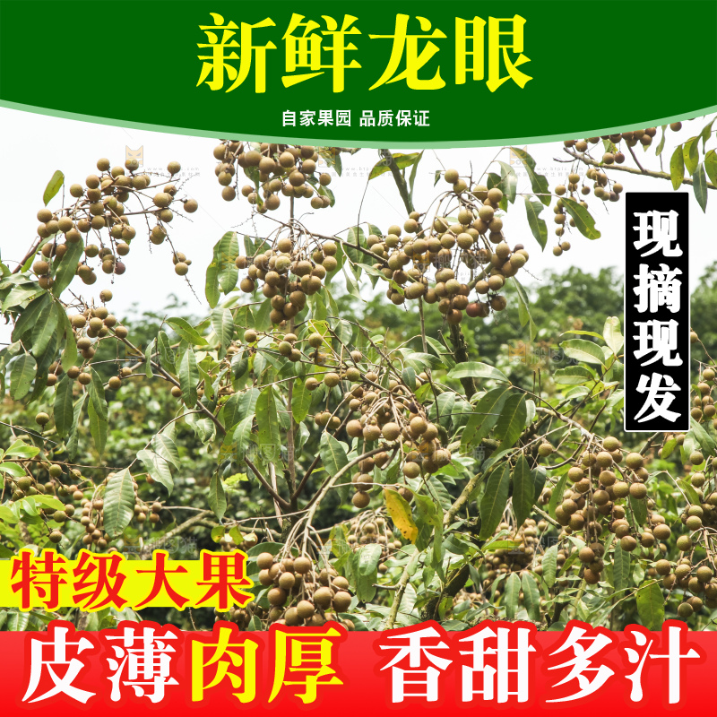 树上的新鲜龙眼