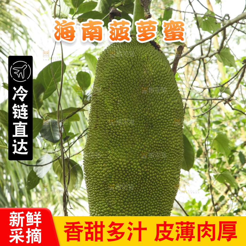 树上的新鲜菠萝蜜