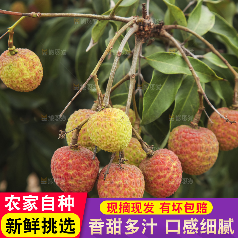 树上的荔枝