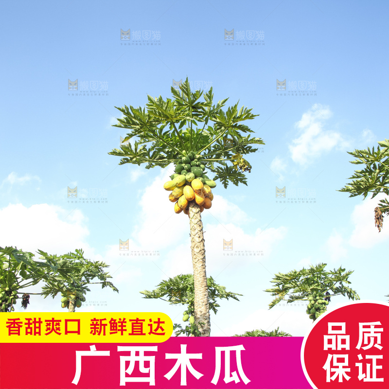 树上的木瓜