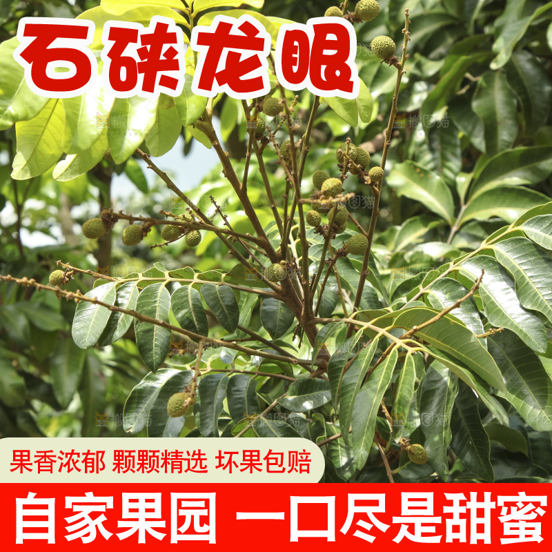 树上的新鲜龙眼