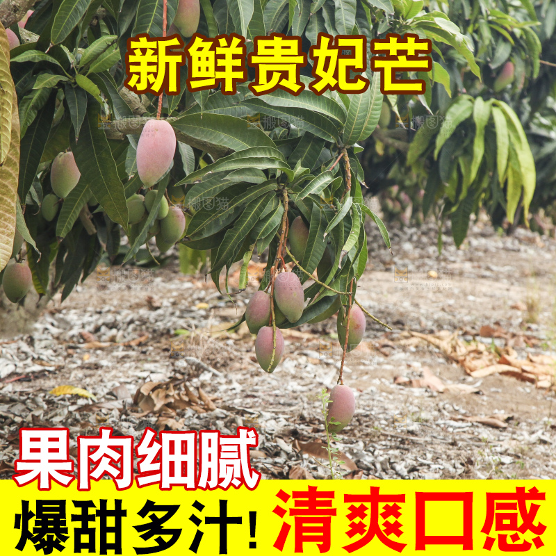 树上的新鲜芒果
