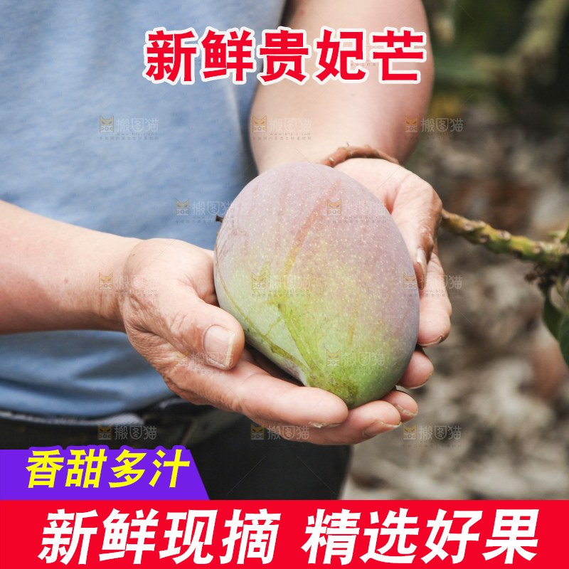 树上的新鲜芒果
