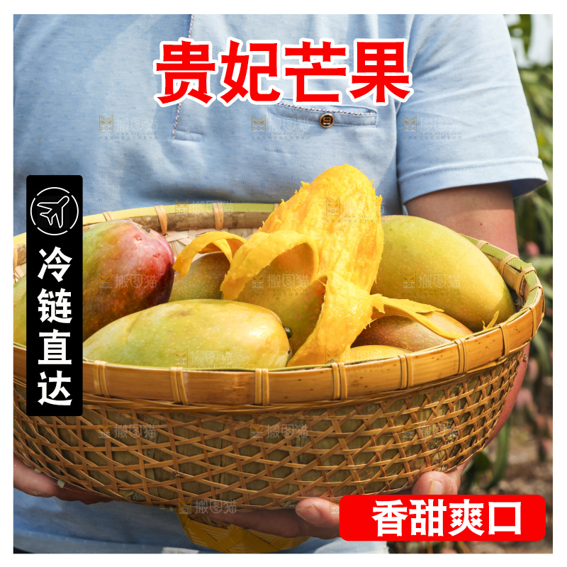 树上的新鲜芒果