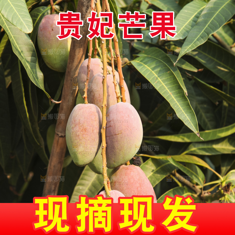 树上的新鲜芒果
