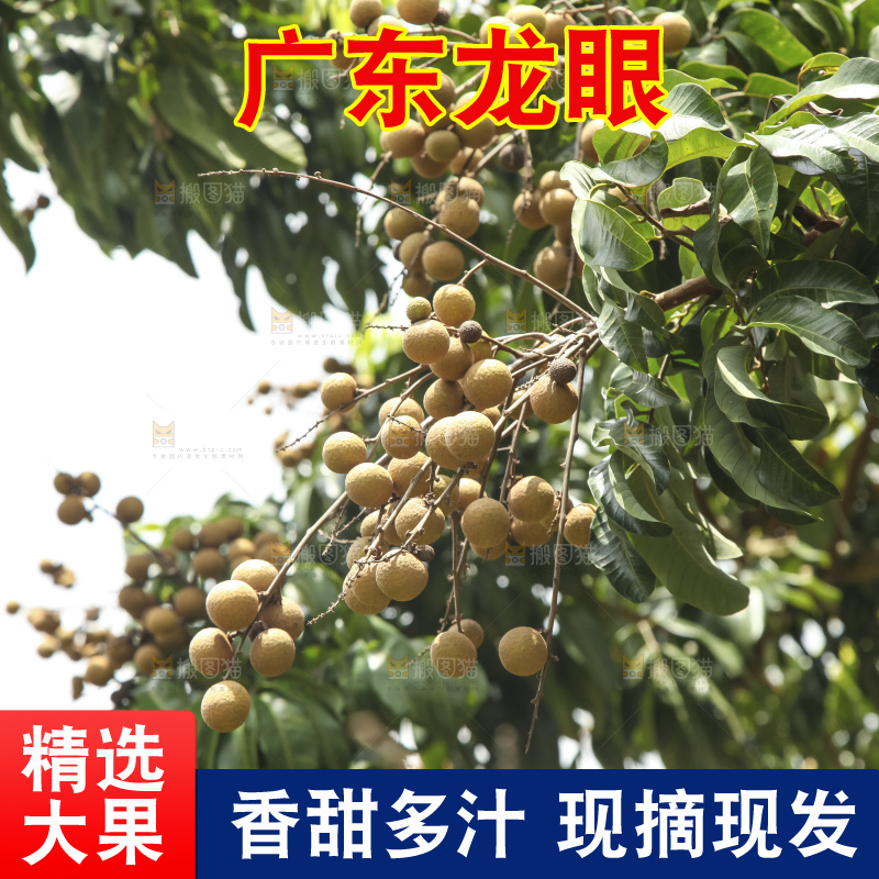 树上的新鲜龙眼