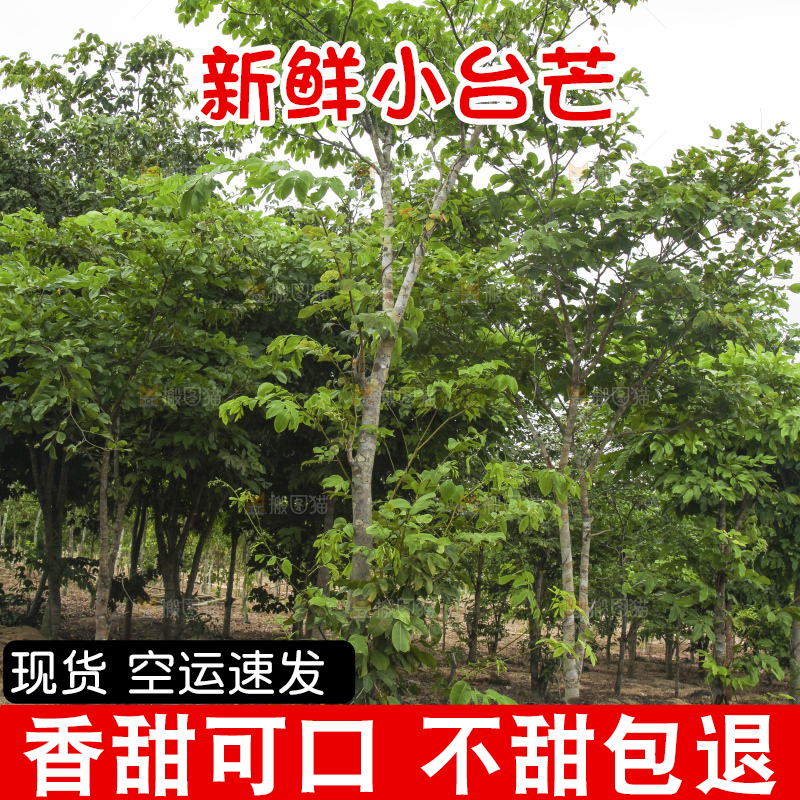 树上的小台芒
