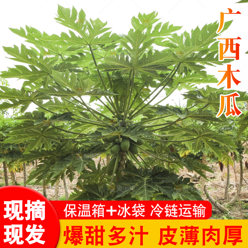 树上的木瓜