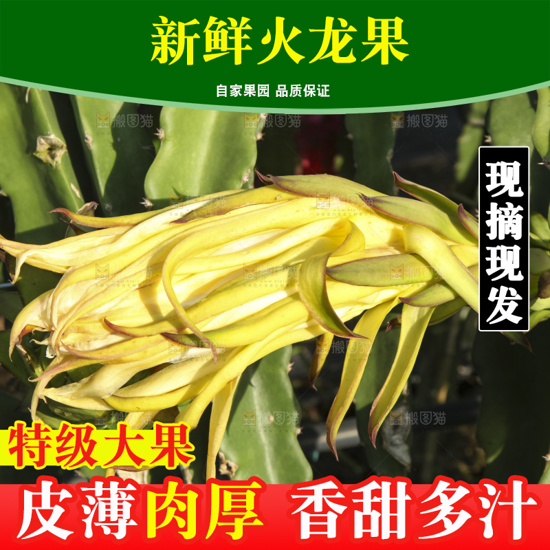 火龙果产地