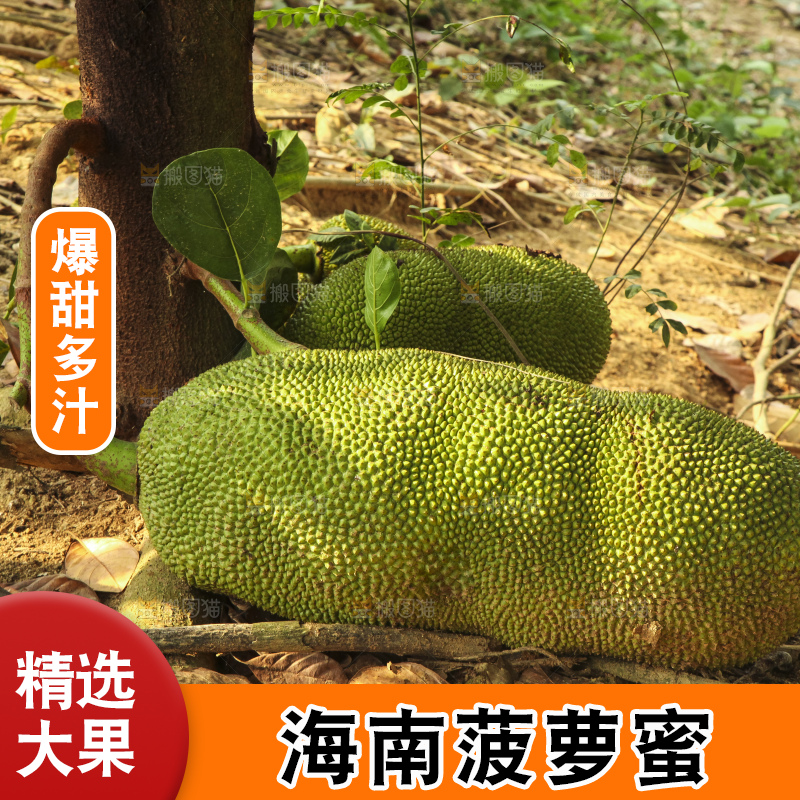 树上的新鲜菠萝蜜