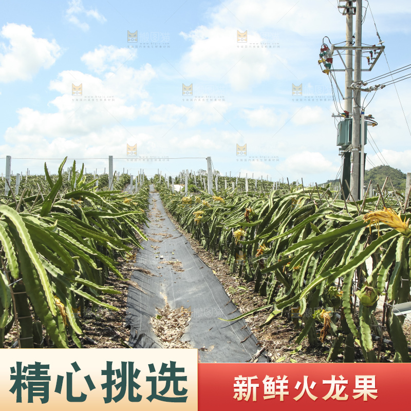 火龙果产地