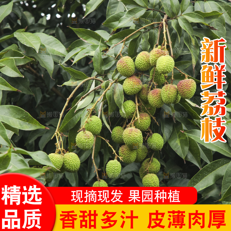树上的荔枝