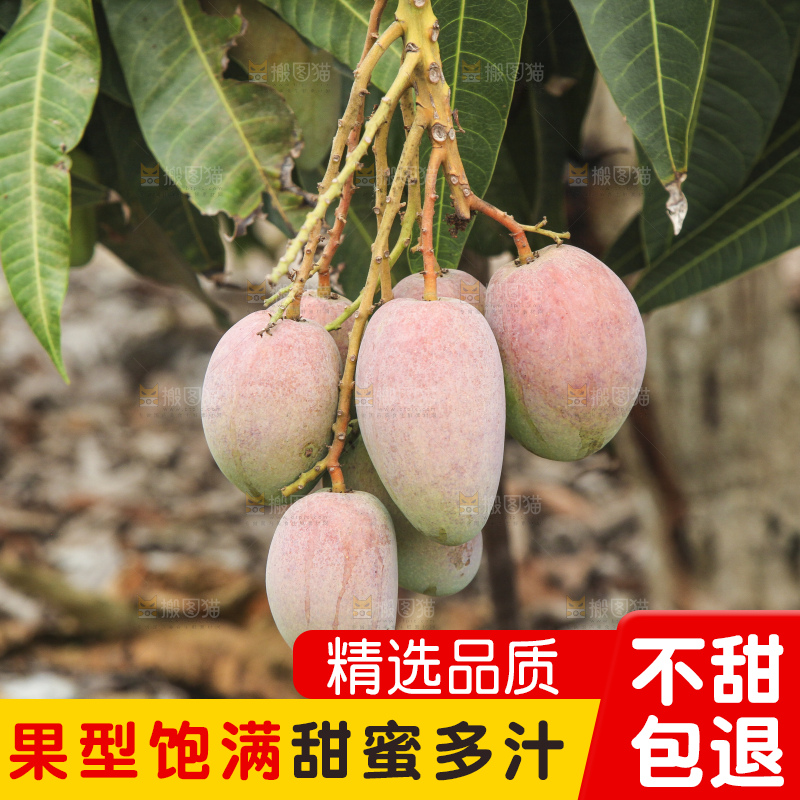 树上的新鲜芒果