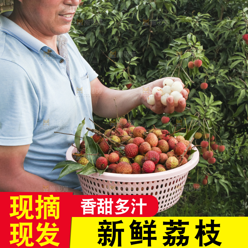 树上的荔枝