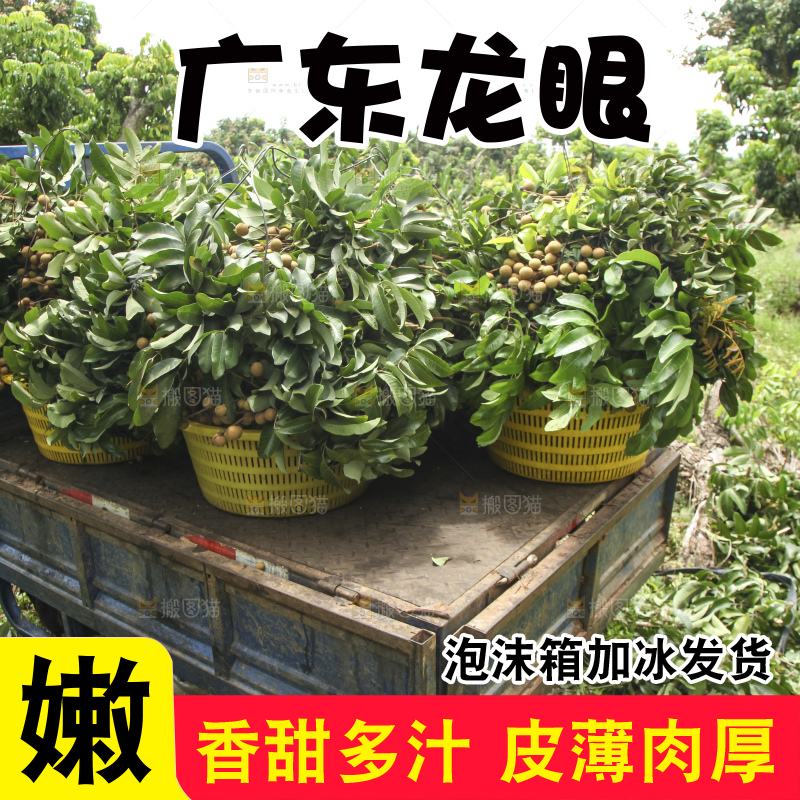 树上的新鲜龙眼