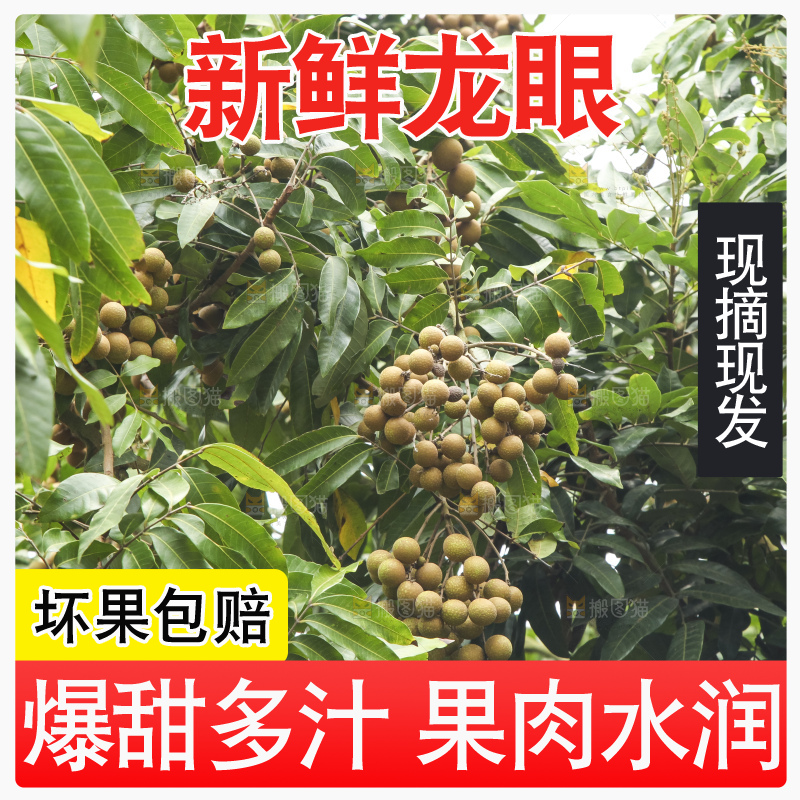 树上的新鲜龙眼
