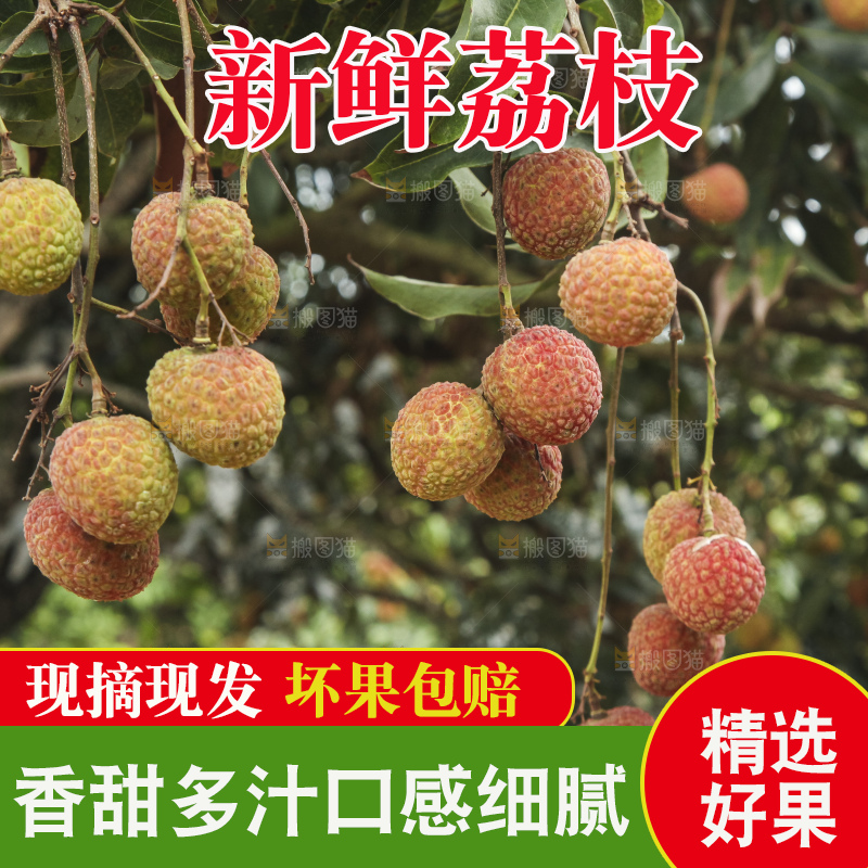 树上的荔枝