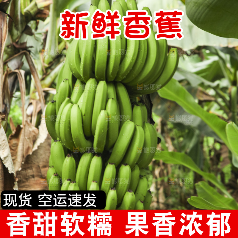 树上的新鲜香蕉