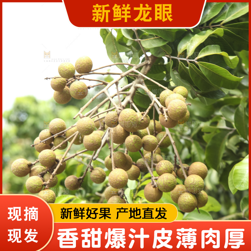 树上的新鲜龙眼