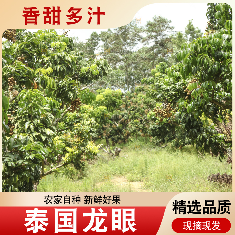 树上的新鲜龙眼