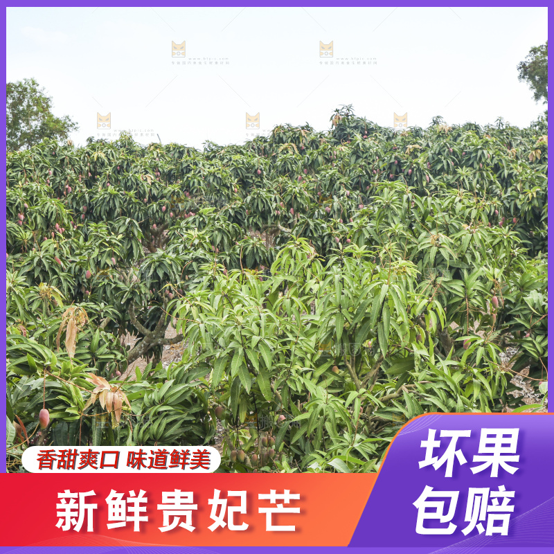 树上的新鲜芒果