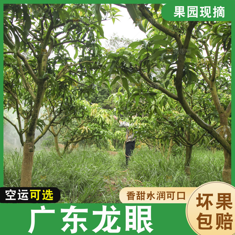 树上的新鲜龙眼