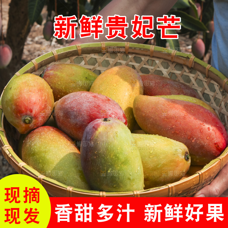 树上的新鲜芒果