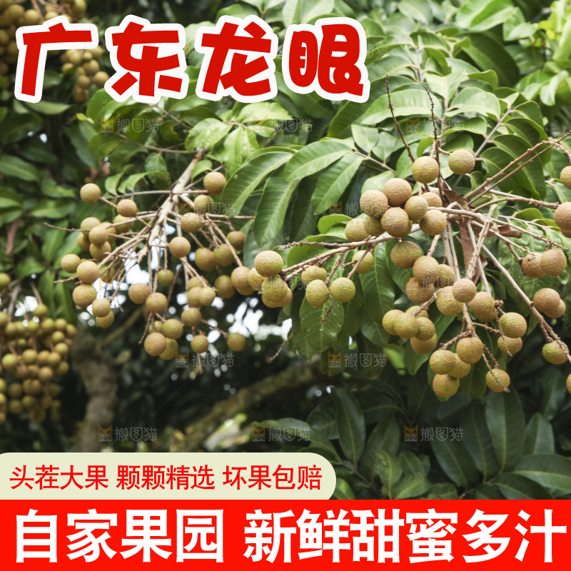树上的新鲜龙眼
