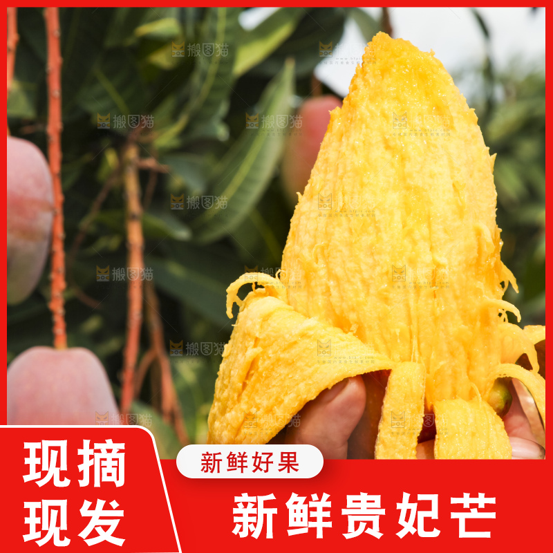 树上的新鲜芒果
