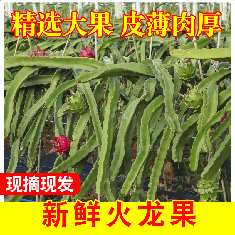 火龙果产地
