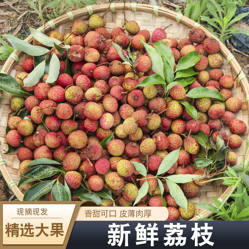 树上的荔枝