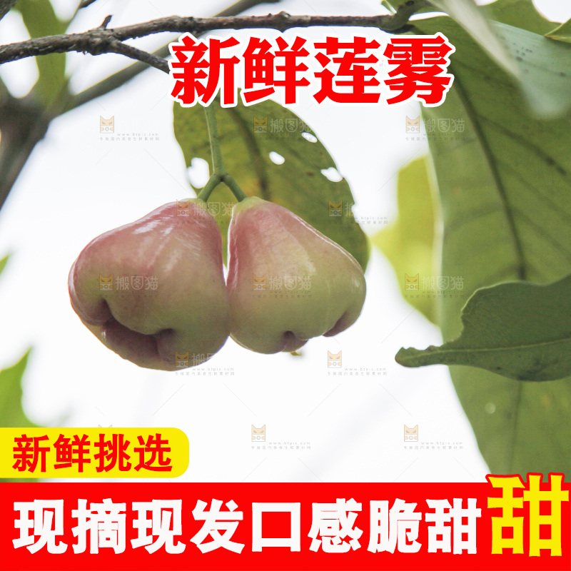 树上的新鲜莲雾