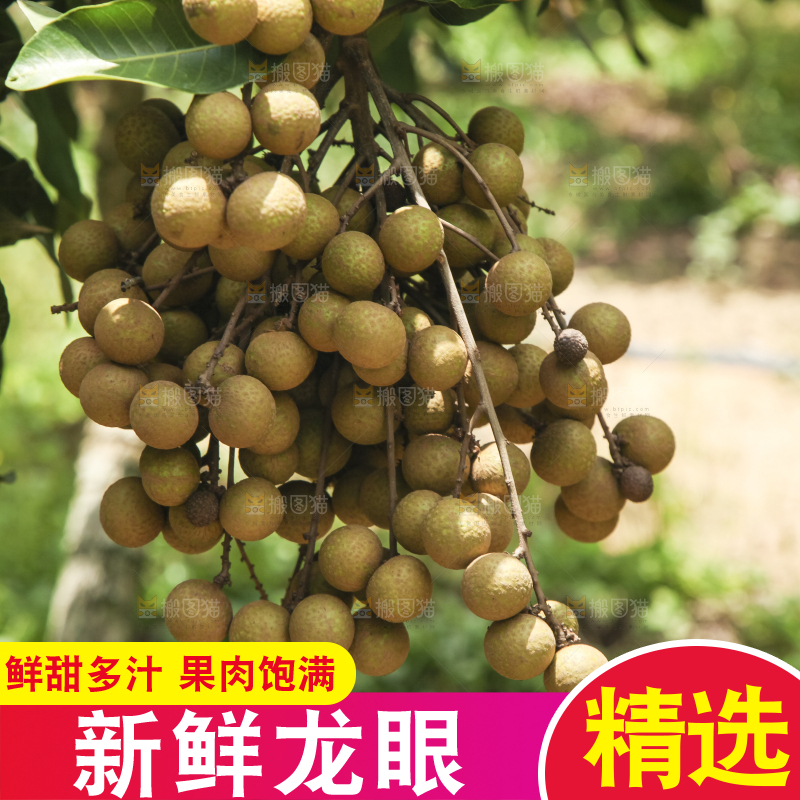树上的新鲜龙眼