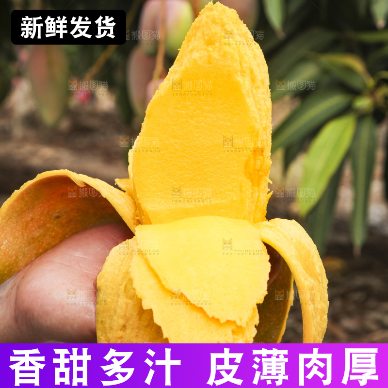 树上的新鲜芒果