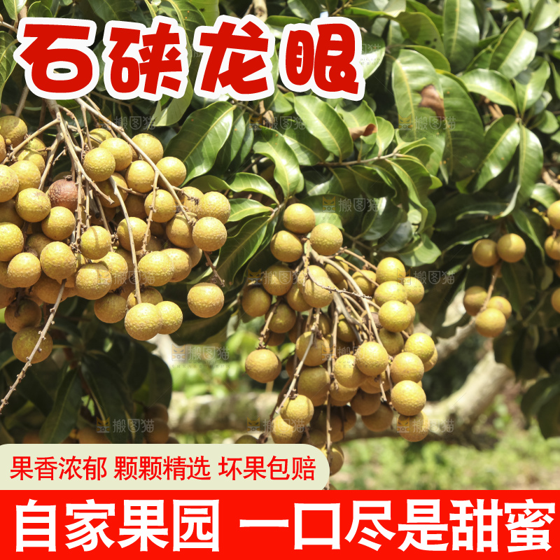 树上的新鲜龙眼