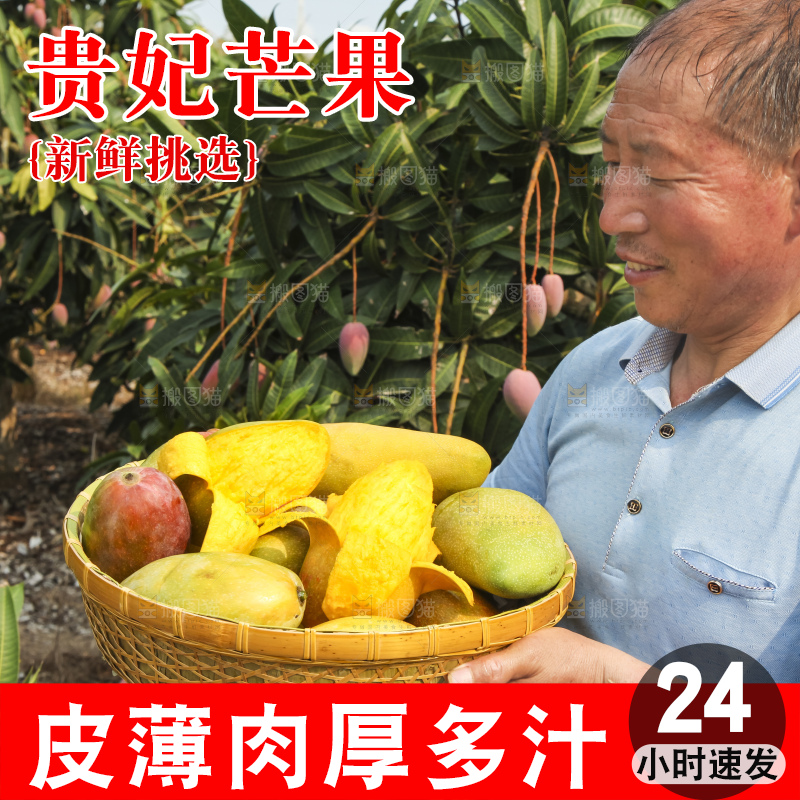 树上的新鲜芒果