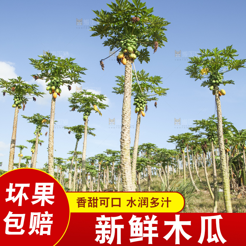 树上的木瓜