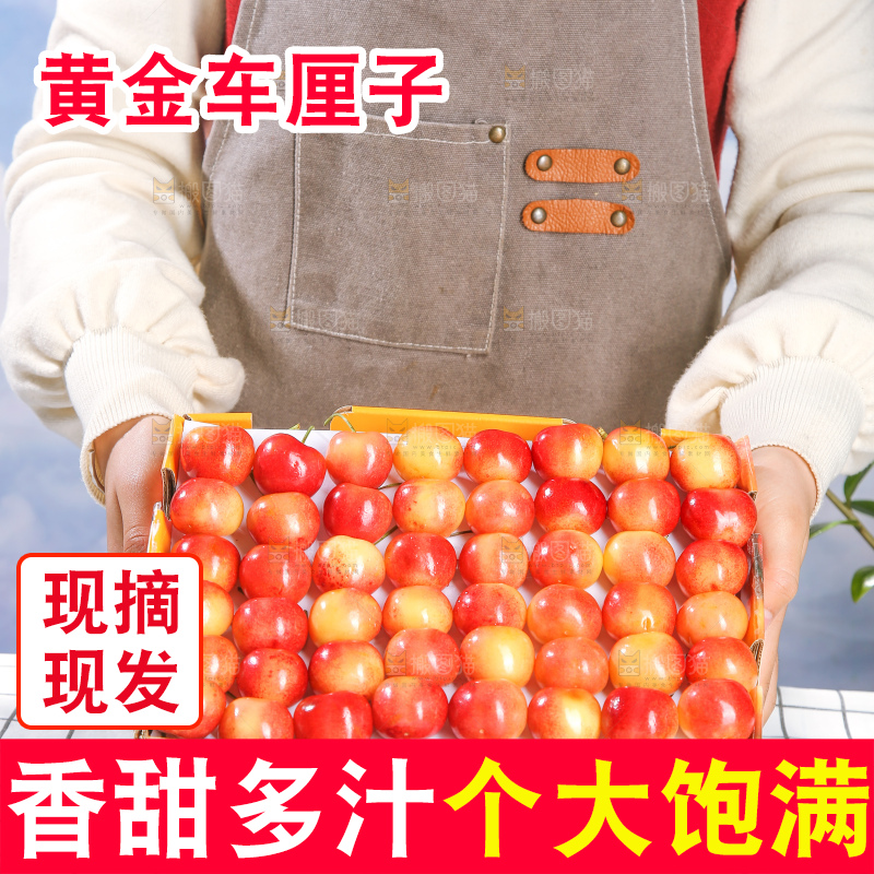 浅底上的黄金车厘子