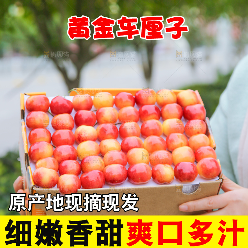 浅底上的黄金车厘子