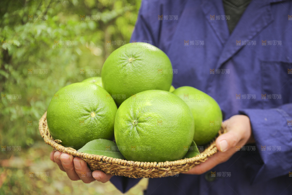 手里拿着青皮葡萄柚