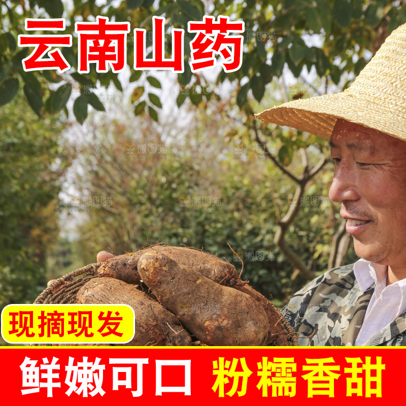 手里拿着云南山药