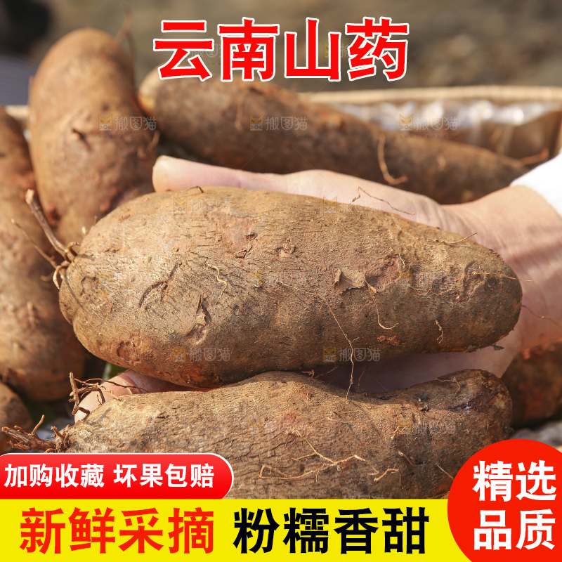 手里拿着云南山药
