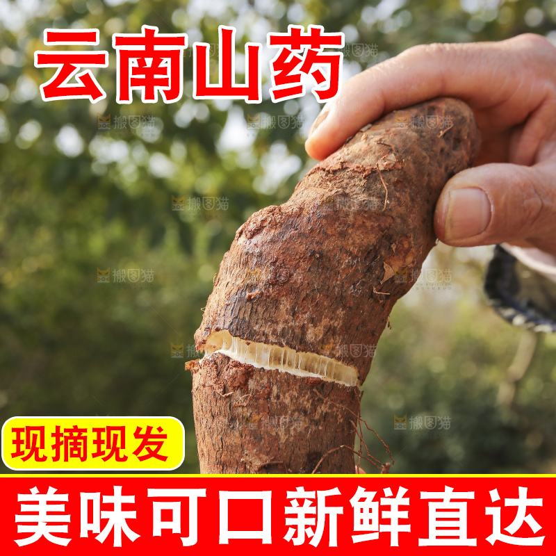 手里拿着云南山药