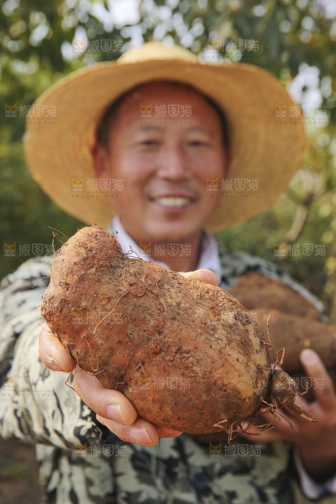 手里拿着云南山药